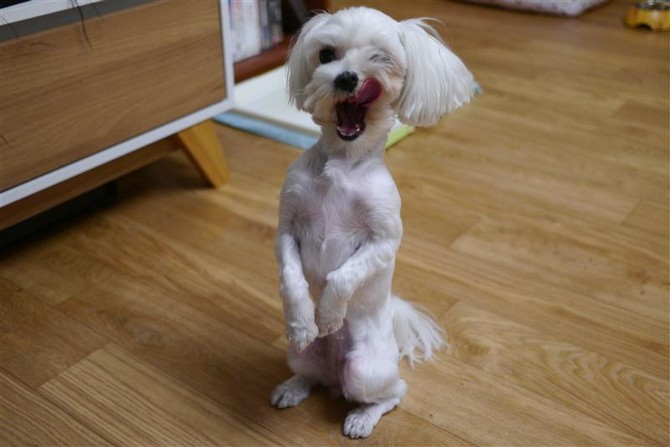 [멍멍당] 간식줘