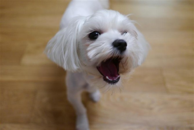 [멍멍당] 간식줘