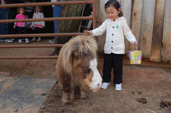 [사진] 버림받은 말들의 쉼터 이야기