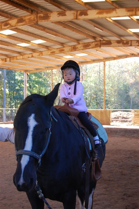 [사진] 버림받은 말들의 쉼터 이야기