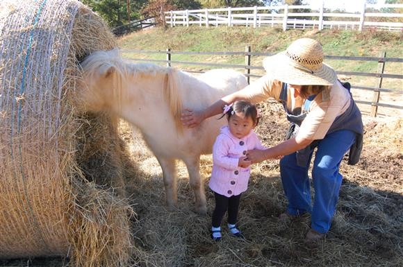 [사진] 버림받은 말들의 쉼터 이야기