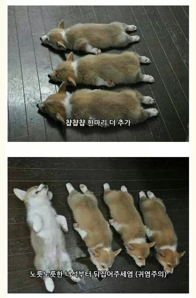 [펌] 웰시코기굽기.