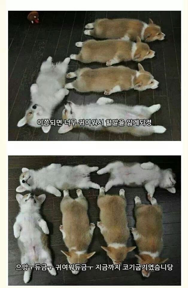 [펌] 웰시코기굽기.