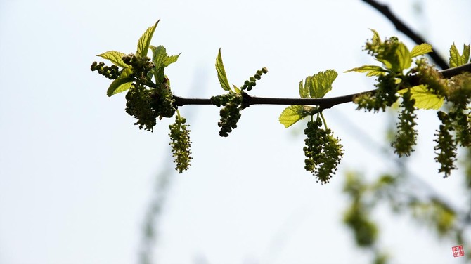 [삽든깍두가] 뽕 따러 가세