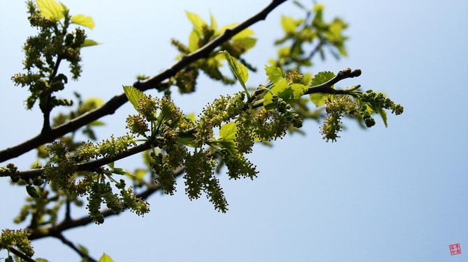 [삽든깍두가] 뽕 따러 가세