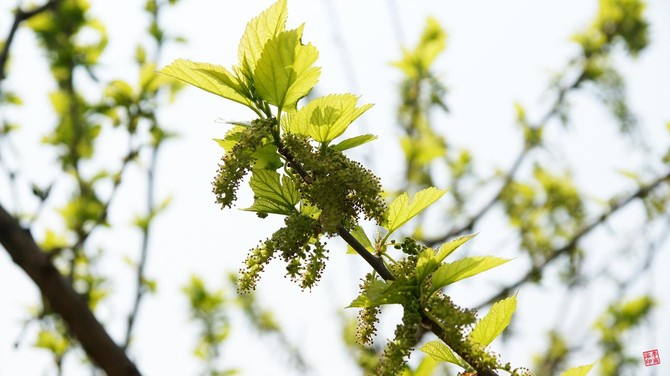 [삽든깍두가] 뽕 따러 가세