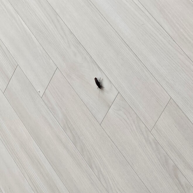 (혐주의) 집안에 엄청큰 벌레가 있는데 바퀴인가요?