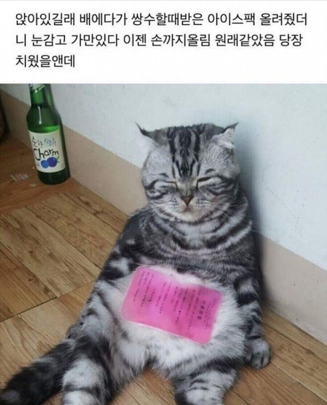 폭염에 아이스팩 사용하는 고양이