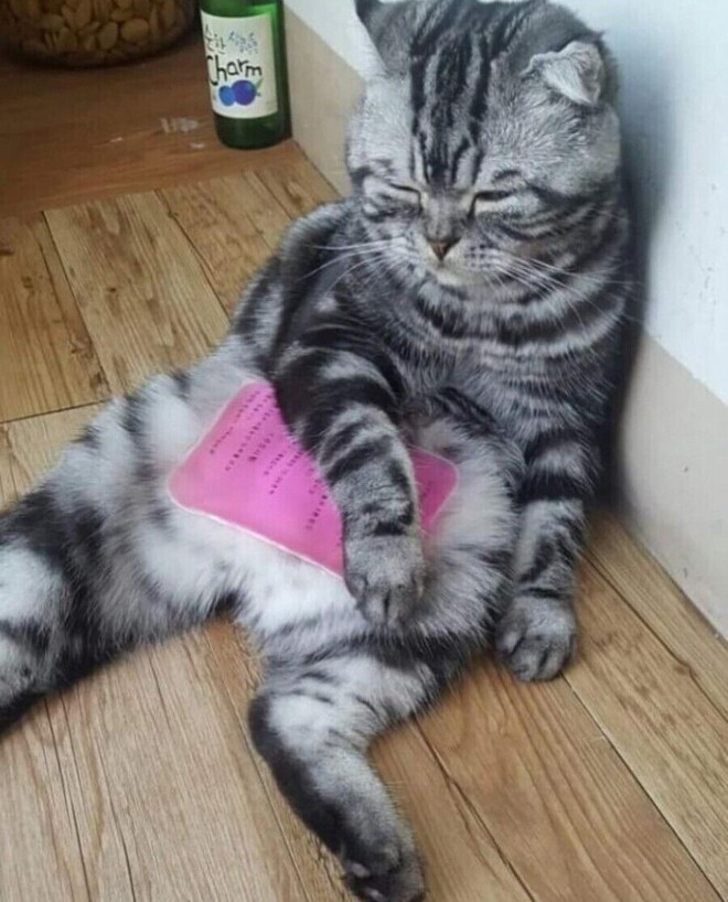 폭염에 아이스팩 사용하는 고양이