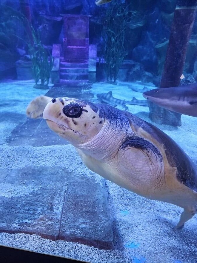 부산에서 샹크스라고 불리는.jpg