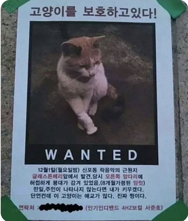 고양이를 보호하고 있다.