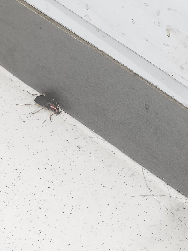 이 벌레 종류가 뭘까요???