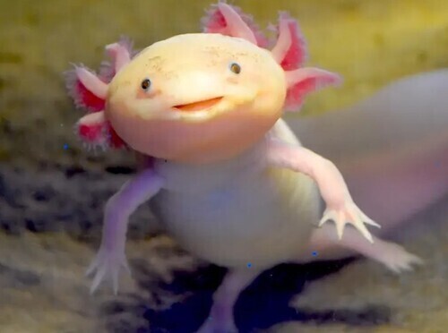 &ldquo;좌파만 우글거리고 우파는 싹다 숨었네&rdquo;