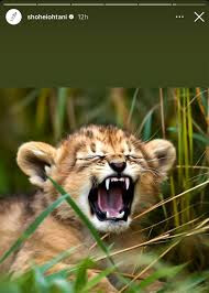 야마모토가 불펜전화하지말라는 세레머니했으면 쌌는데 ㄹㅇ