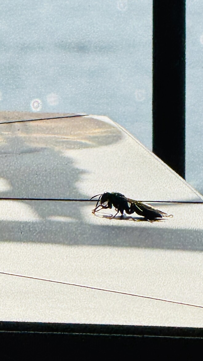 이 곤충 알수있을까요?