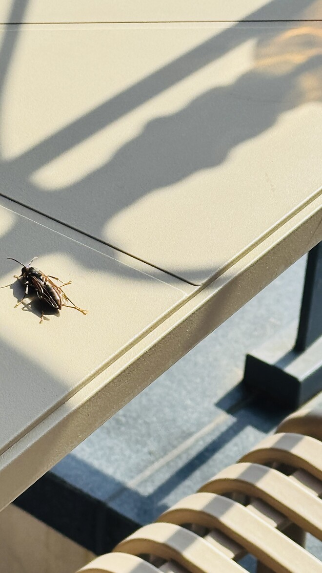 이 곤충 알수있을까요?