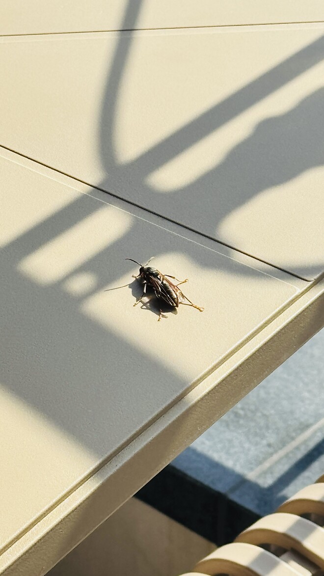 이 곤충 알수있을까요?