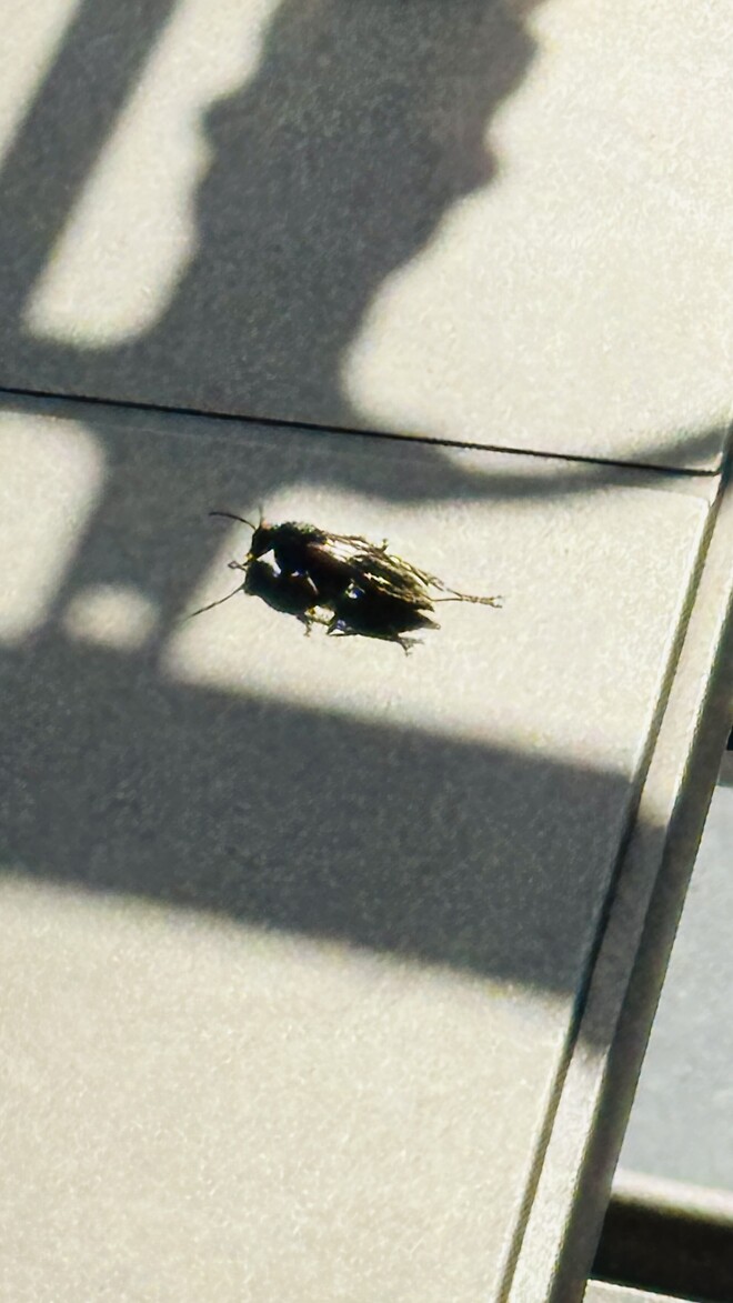 이 곤충 알수있을까요?