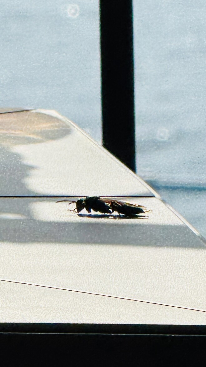 이 곤충 알수있을까요?