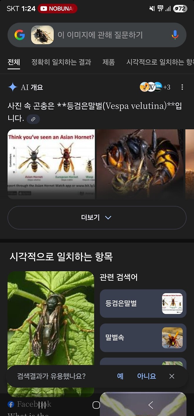 이 곤충 알수있을까요?