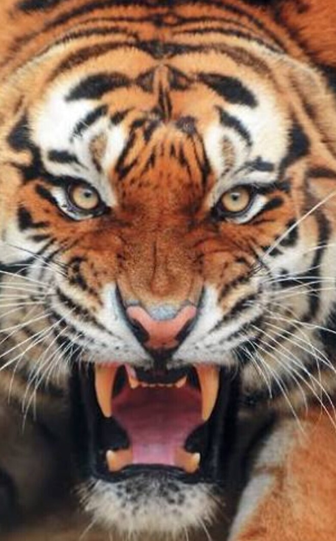 사자와 호랑이의 '어흥' 차이