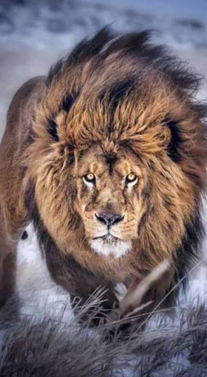 사자와 호랑이의 '어흥' 차이