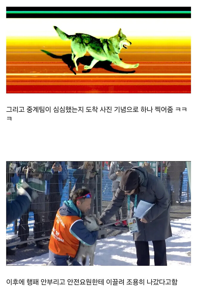 올림픽에 댕댕이 난입