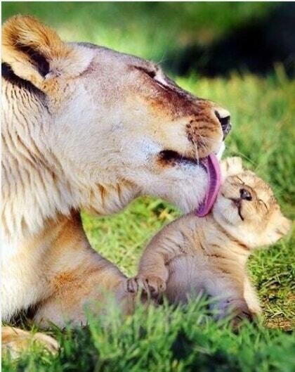 아이가 빠진 순간, 이성을 잃은 사자의 모성애