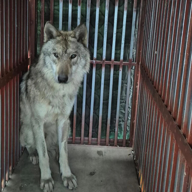 독방 쓰고 있는 늑구근황