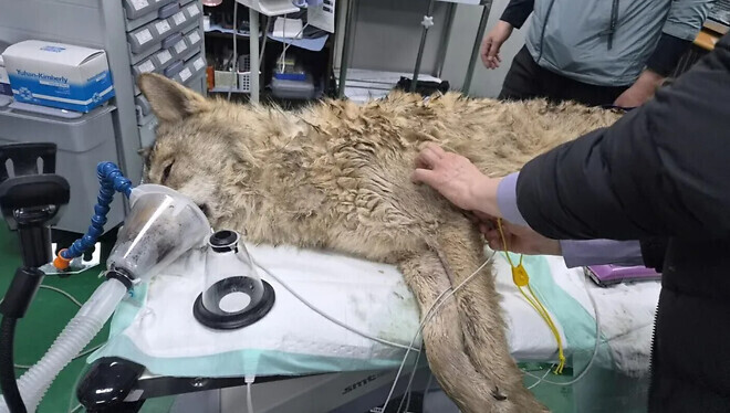 늑구 뉴스 너무 좋지 않나?