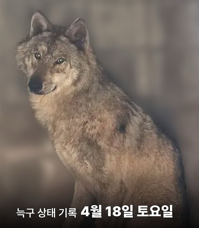 대전 오월드 - 늑구 근황