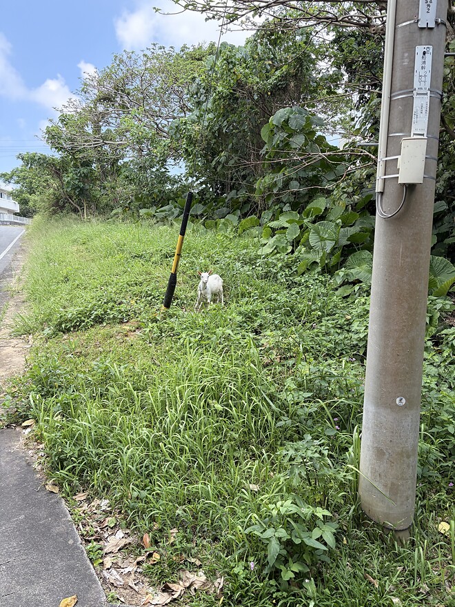 오키나와 여행 다녀왔습니다