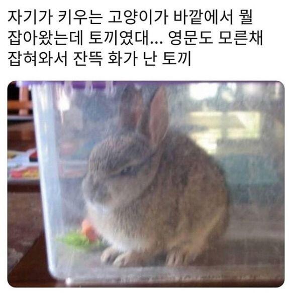 야옹이가 주워온 괴생명체