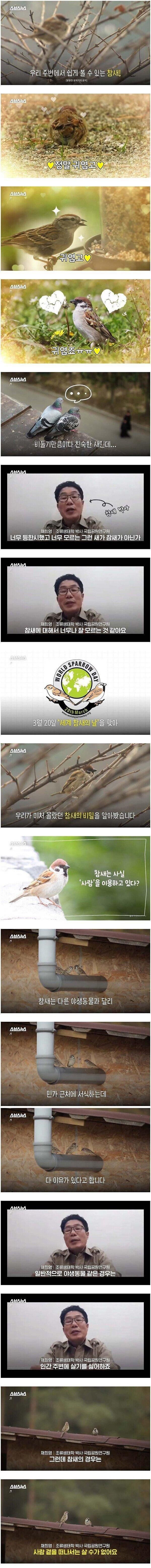 조류학자가 말하는 참새1.JPG