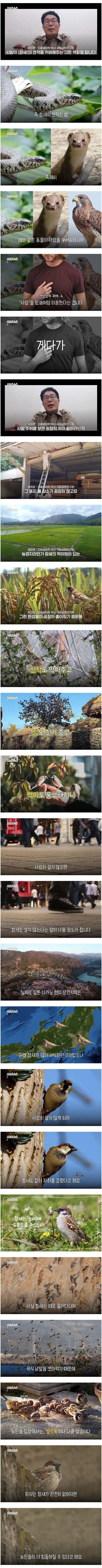 조류학자가 말하는 참새 2.JPG