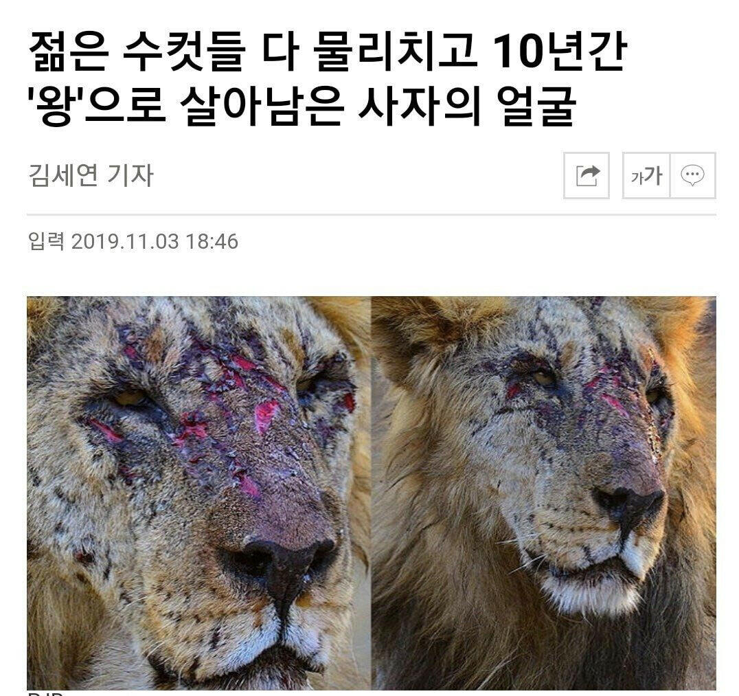 젊은 도전자 수컷들을 모두 물리치고 10년간 군림한 사자의 얼굴 - 매니아 커뮤니티 Free-Talk 게시판