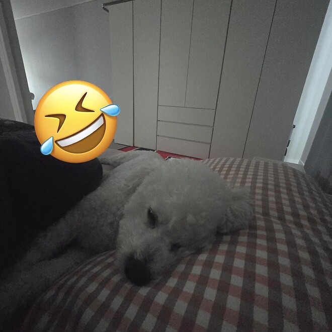 현시간 강아지 모습 ㅋㅋ