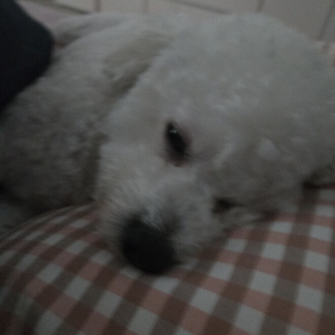 현시간 강아지 모습 ㅋㅋ