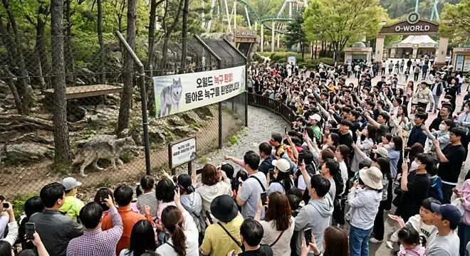 돌아온 늑구 향후 예상ㅋㅋㅋ