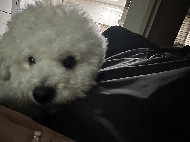 털복숭이 녀석 여간 귀찮게 하는게 아닌