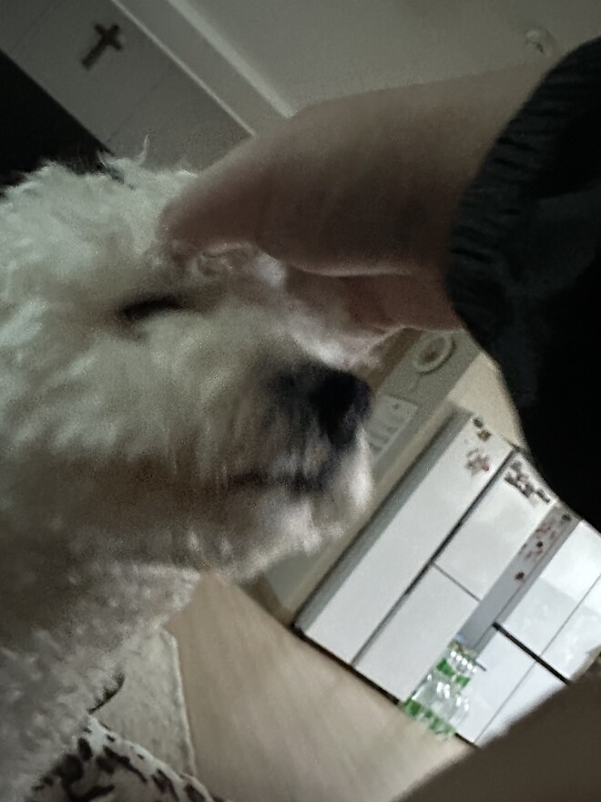 털복숭이 녀석 여간 귀찮게 하는게 아닌