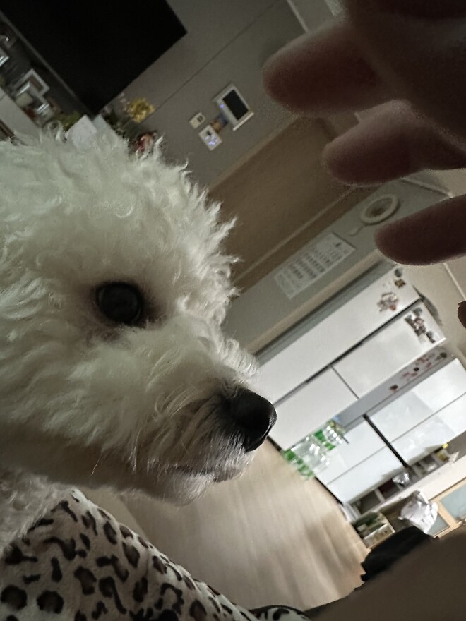 털복숭이 녀석 여간 귀찮게 하는게 아닌