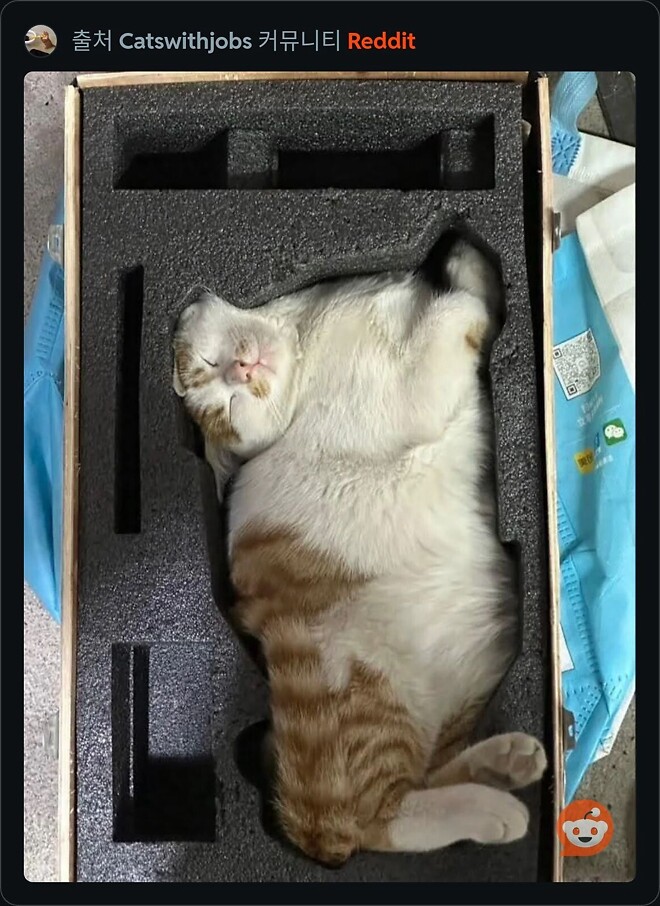 상자를 열었더니 고양이가.jpg