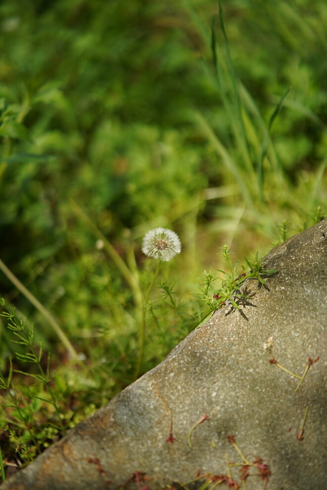 (스압)산책 다녀왔습니다
