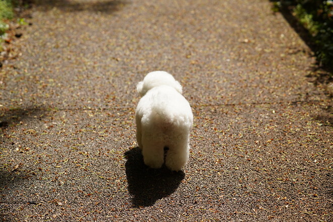 (스압)산책 다녀왔습니다