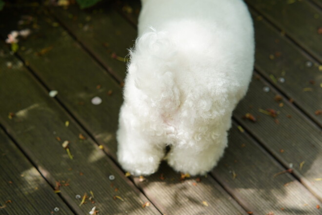 (스압)산책 다녀왔습니다