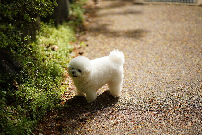 (스압)산책 다녀왔습니다