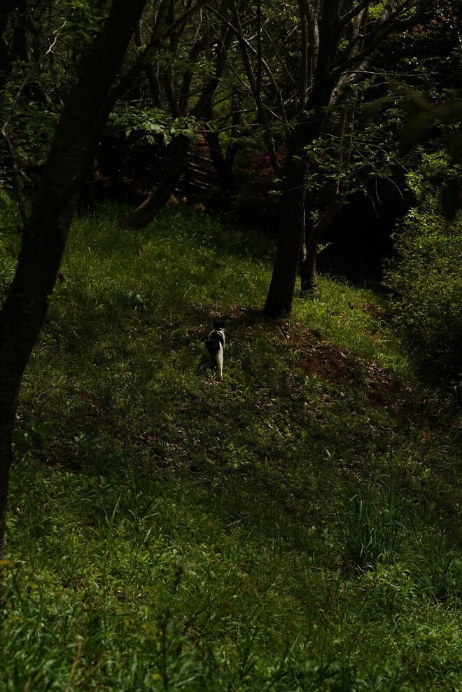 (스압)산책 다녀왔습니다