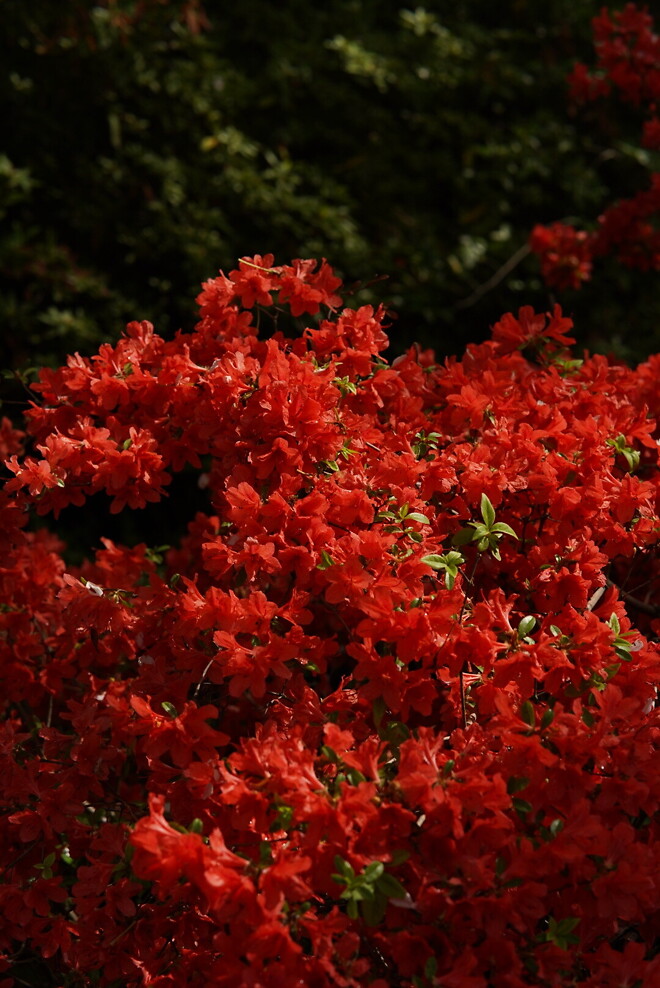 (스압)산책 다녀왔습니다