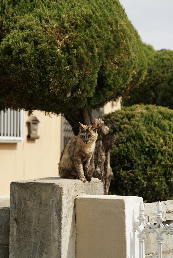 (스압)산책 다녀왔습니다